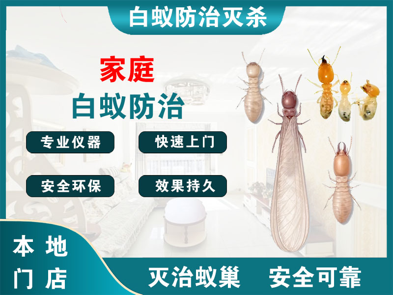 鹿城区家庭白蚁防治