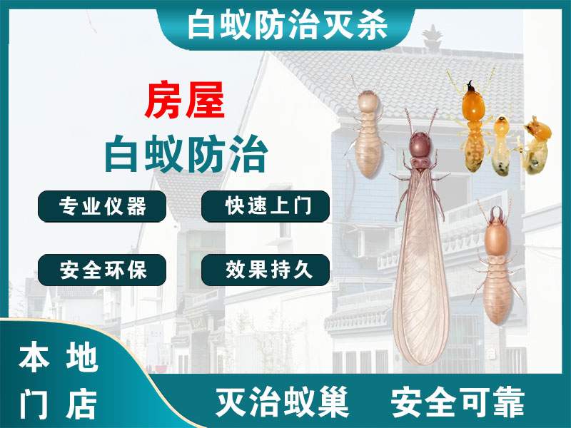 鹿城区房屋白蚁防治